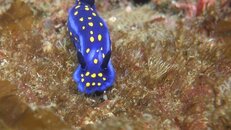 Felimare Hypselodoris californiensis 2014-04-10-es.jpg