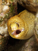 eel2.jpg