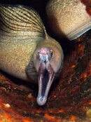 purplemouthmoray.jpg