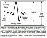 Figure 3-5 Lung Volumes.jpg