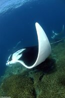 Manta Ray - Postlethwaite.jpg