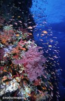 Reef & Anthias - Postlethwaite.jpg