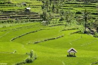 Paddy fields - Ferrari.jpg