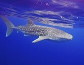 WhALE SHARK 4.jpg