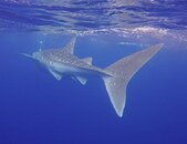 WhALE SHARK 3.jpg
