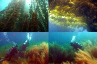 DDDB 624 sargassum cascade part I sm.jpg