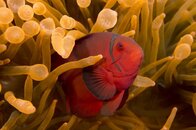 spinecheek anenama fish.jpg