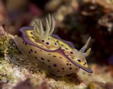 Chromodoris kuniei.jpg
