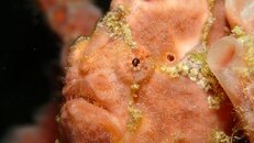 Frogfish4.jpg