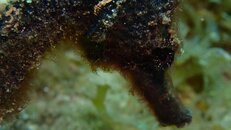 Seahorse3.jpg
