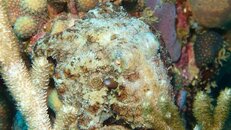 octopus4.jpg