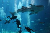 Whale Shark ATL2.jpg