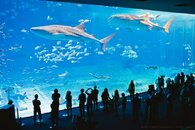 Whale-Sharks31.jpg