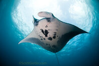 manta-ray.jpg
