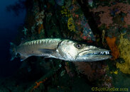 barracuda.jpg
