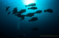 bumphead_parrotfish.jpg