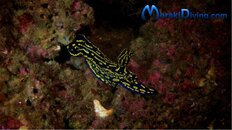 Regal-Sea-Goddess-near-Pensacola-FL.jpg