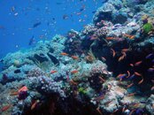 Multi color small fish in coral garden auto b and cc resized for email.jpg
