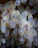 Octopus-eggs-1.jpg