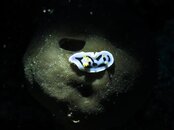 IMG_1252.jpg