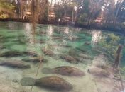 manateesfla-copy.jpg