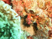 Nudi.jpg