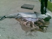 shark eats person.jpg