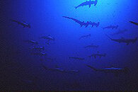 1029sharks.jpg