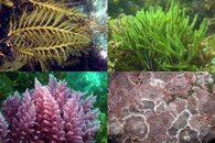 DDDB 628 algal color.jpg