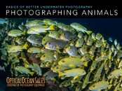 Photo-Animals.jpg