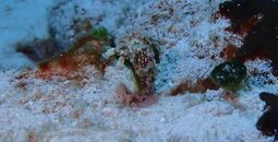 2015-02-05 Sapsucking Lettuce Slug on Villa Blanca 2d -Cozumel.jpg