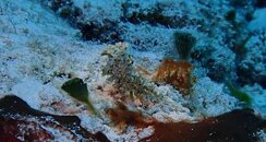 2015-02-05 Sapsucking Lettuce Slug on Villa Blanca -Cozumel.jpg