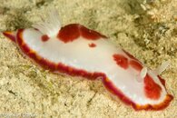 Goniobranchus sp.jpg