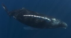 whale1.jpg