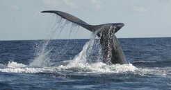 whale2.jpg