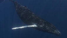 whale4.jpg