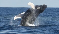 whale3.jpg
