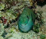 Smiling-Parrot.jpg