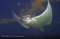 Stumpy © -6322.jpg