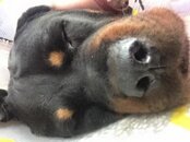 Bruno Ill.jpg