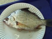Unknown fish.jpg
