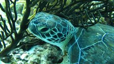 innocenceturtle.jpg