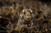 Sailfin_Blenny.jpg