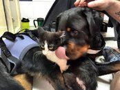 Bruno Kitty.jpg