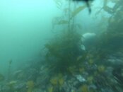 dead_seal6.jpg