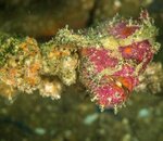 Frogfish.jpg Frogfish.jpg
