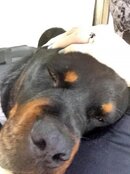 Bruno Snore.jpg
