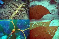 DDDB 629 deep kelp sm.jpg