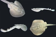 DDDB 630 thornback ray sm.jpg
