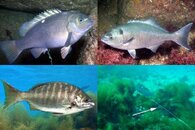 DDDB 631 sea chubs sm.jpg